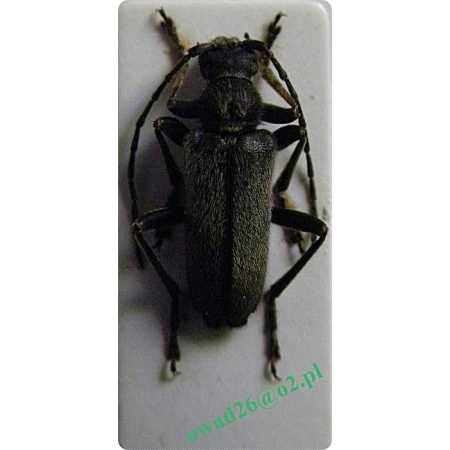 Cortodera holosericea (Fabricius, 1801) Ziemioródka